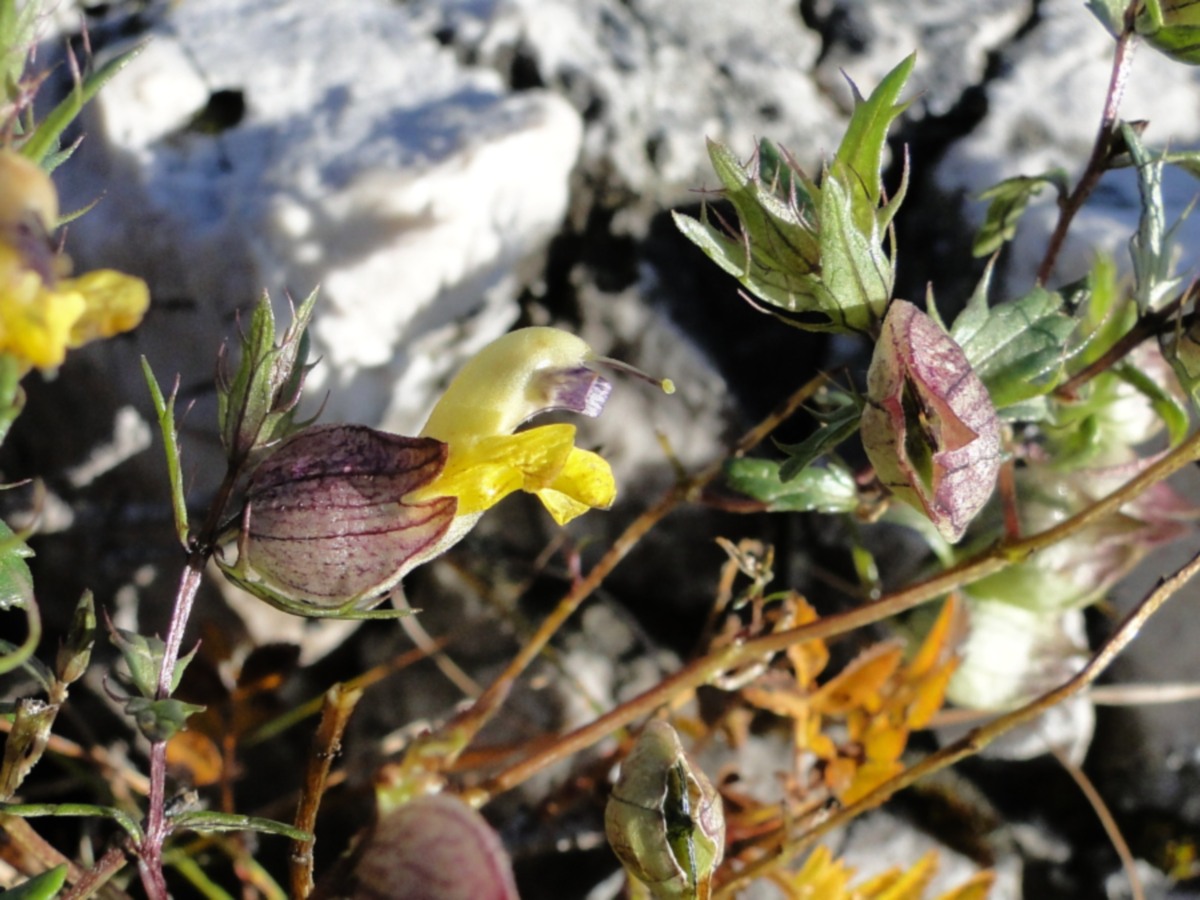 Rhinanthus angustifolius